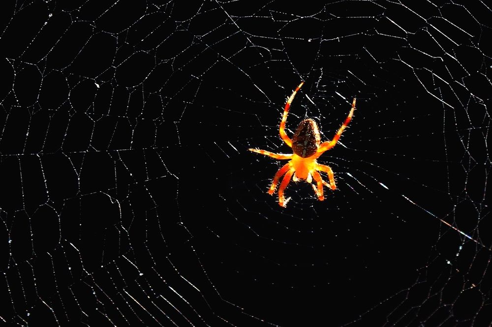 Photograph by Александр Велигура