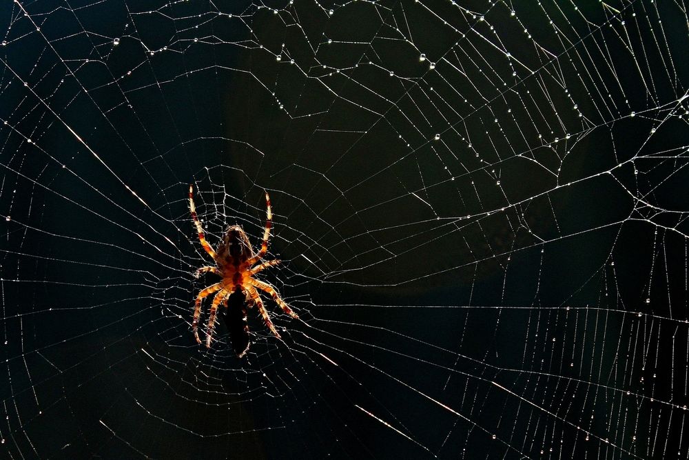 Photograph by Александр Велигура