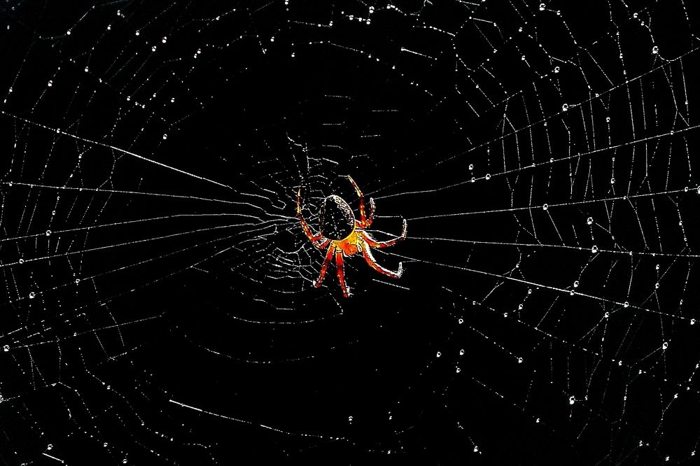 Photograph by Александр Велигура