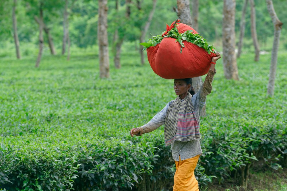 Фотография автора Mahmudul Hasan