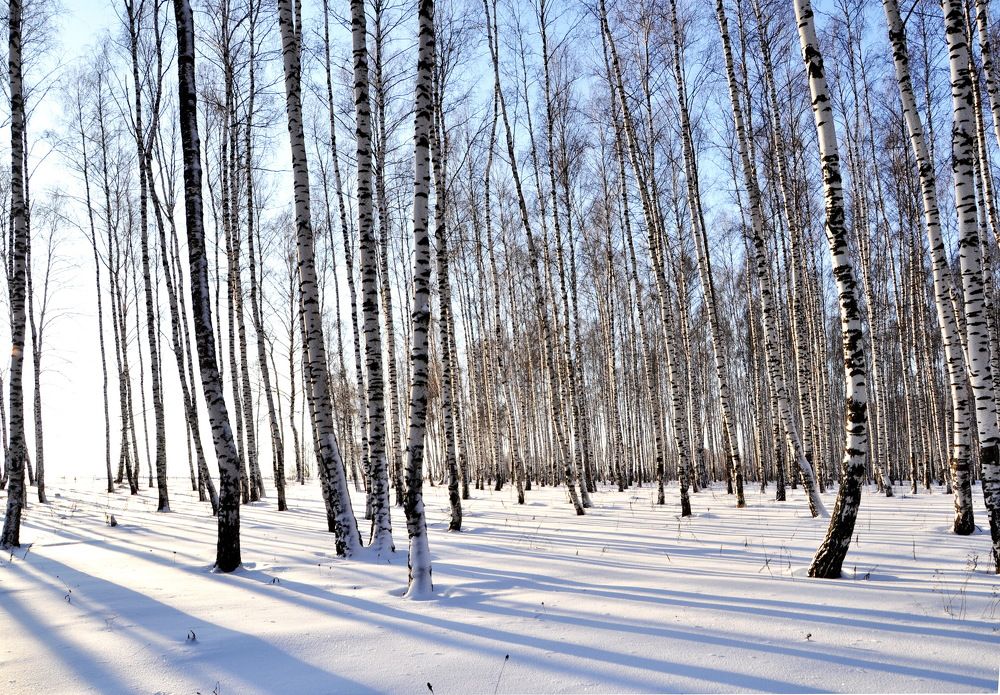 Photograph by Михаил Колосов