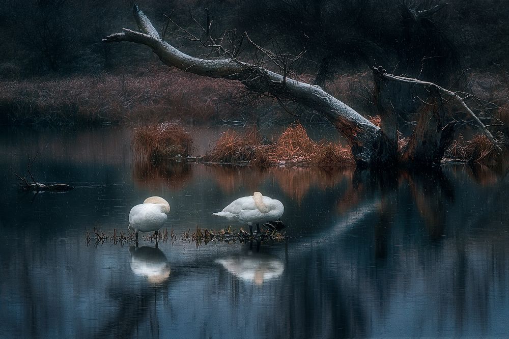 Sleeping swans