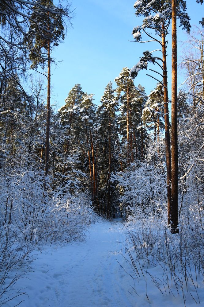 Морозное утро