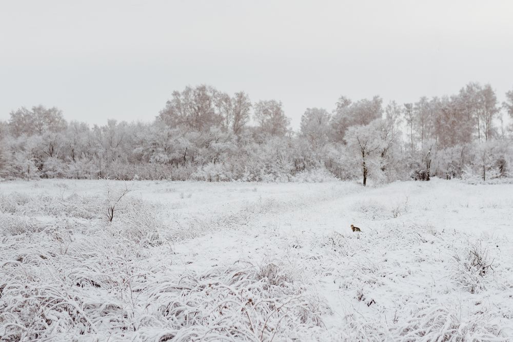 Photograph by Ирина Назарова