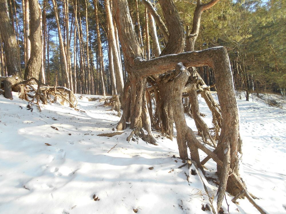 Танцующие сосны