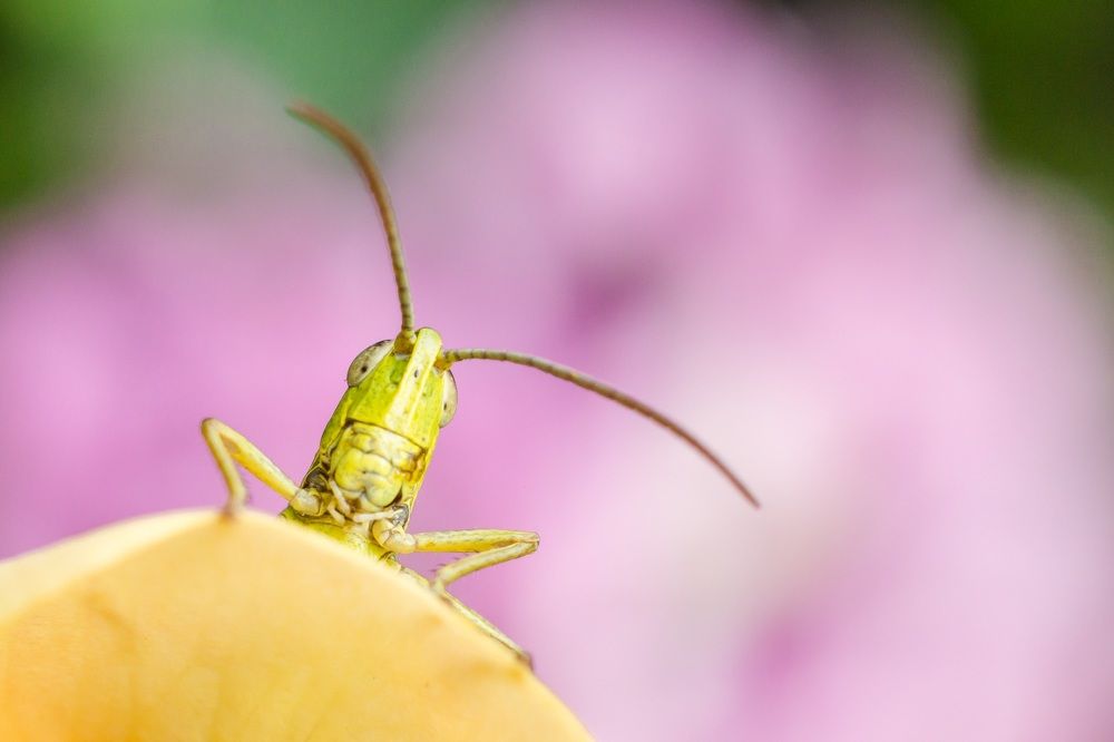 Photograph by Alexander Slizh