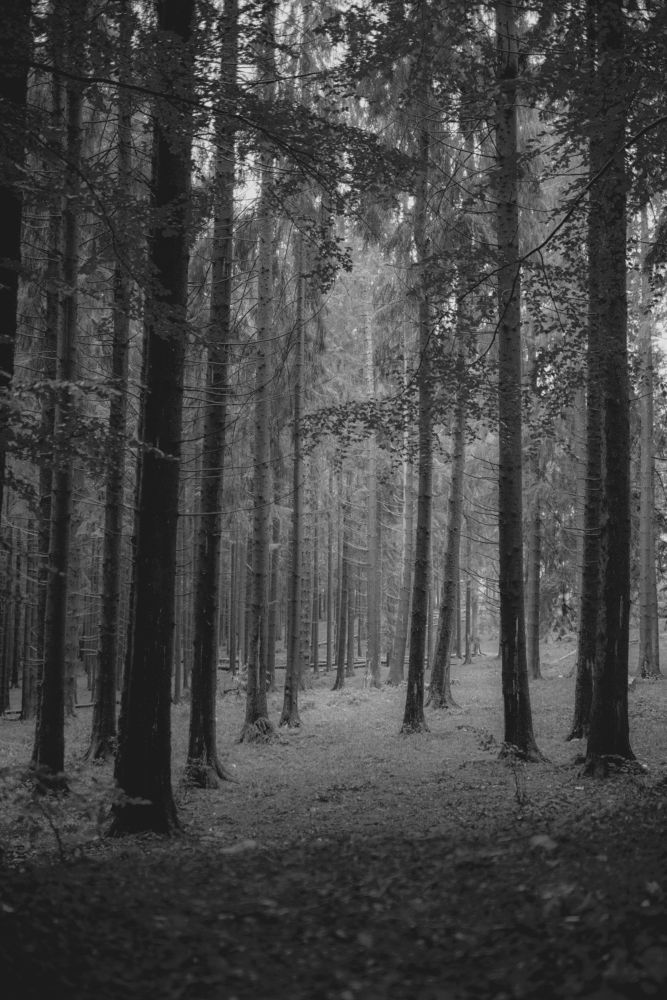 Photograph by FLORINDA LOREDANA CIURARU