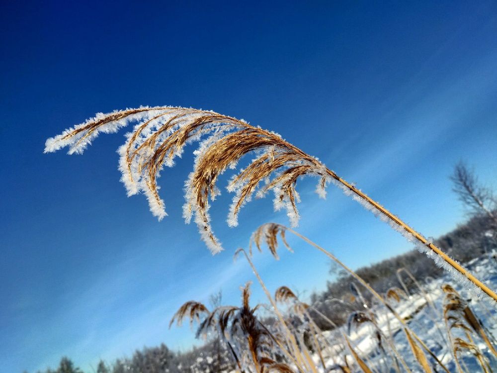 Кисть