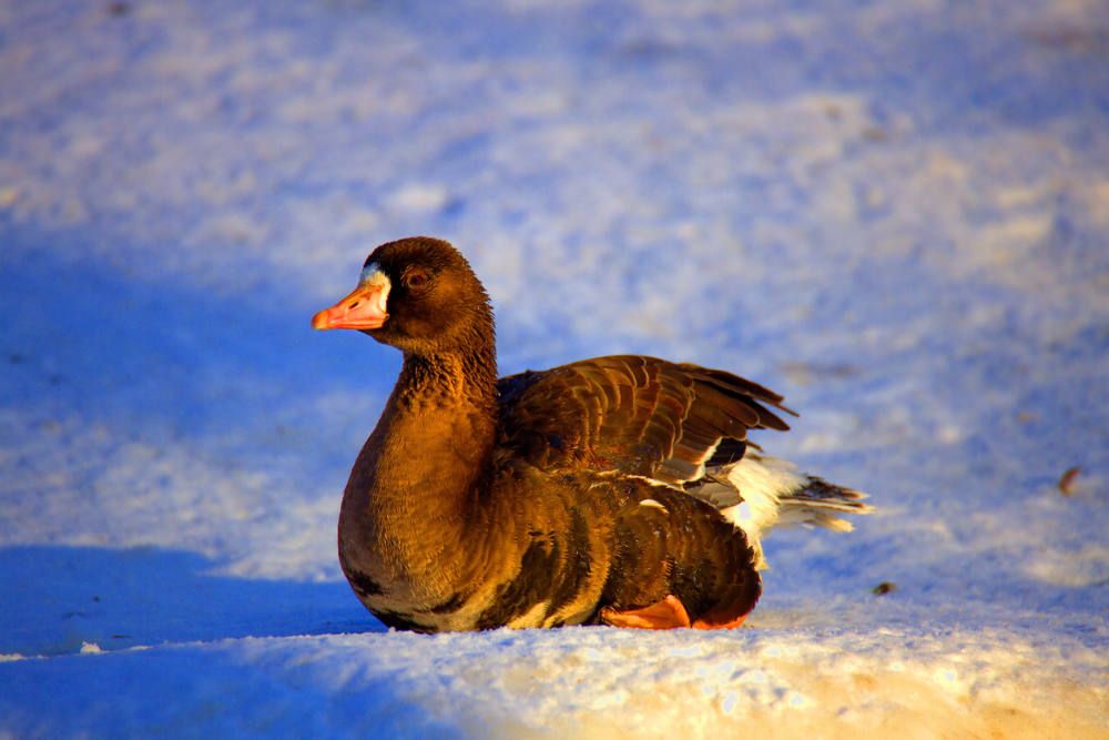 Гусь белолобый
