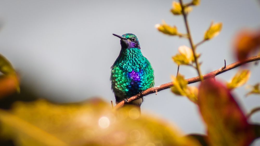 Фотография автора Carlos Jimenez