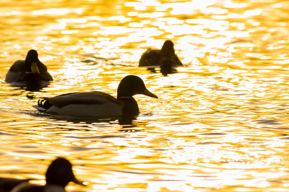 Утиный закат