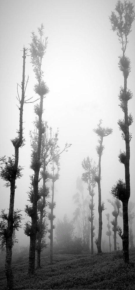 Photograph by Divya Varde