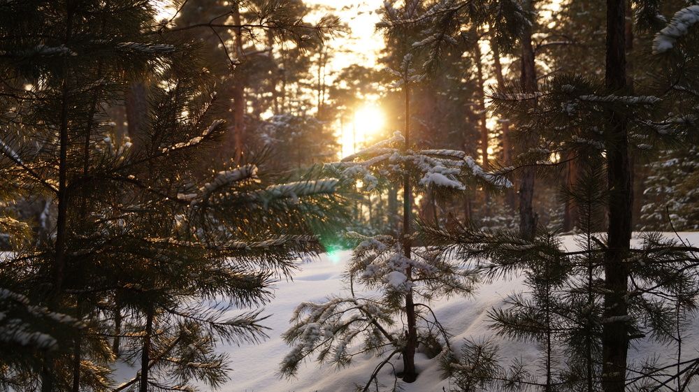 Photograph by Алексей Тропин