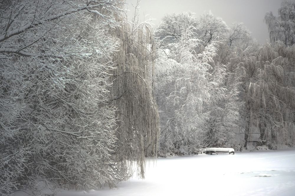 Зимний пруд