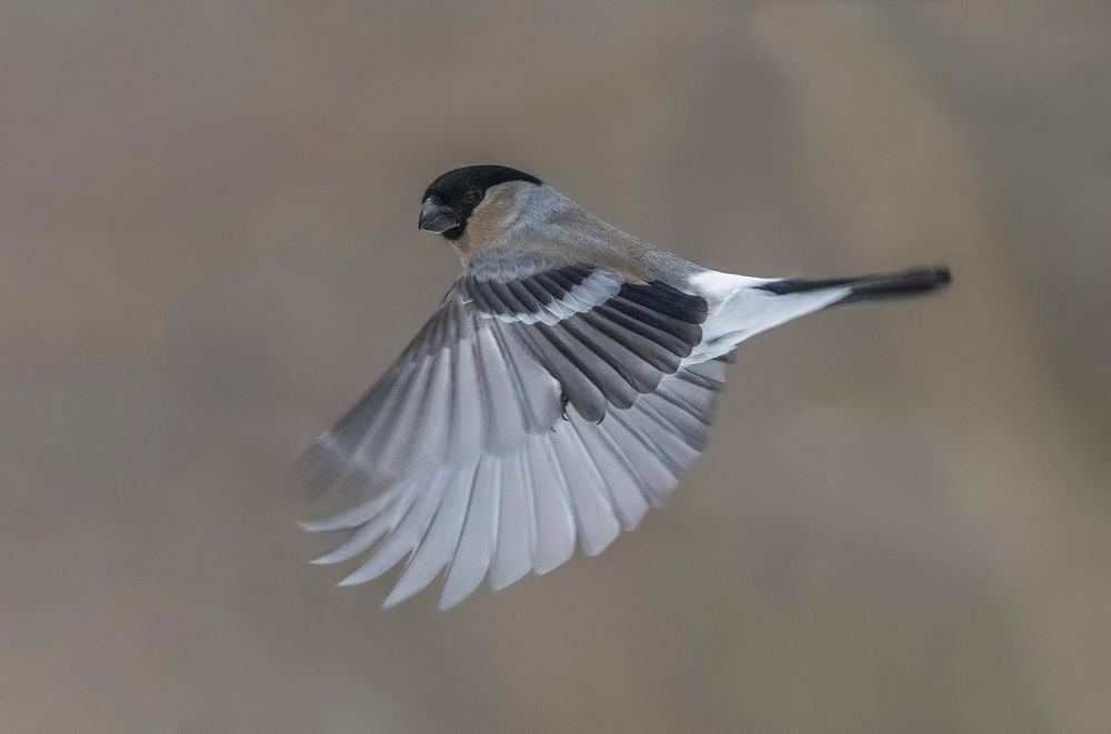 Photograph by Елена Швыдун