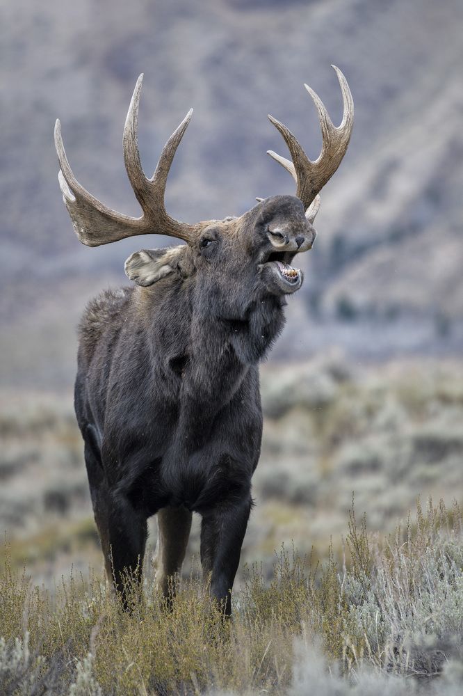 Photograph by Jorn Vangoidtsenhoven