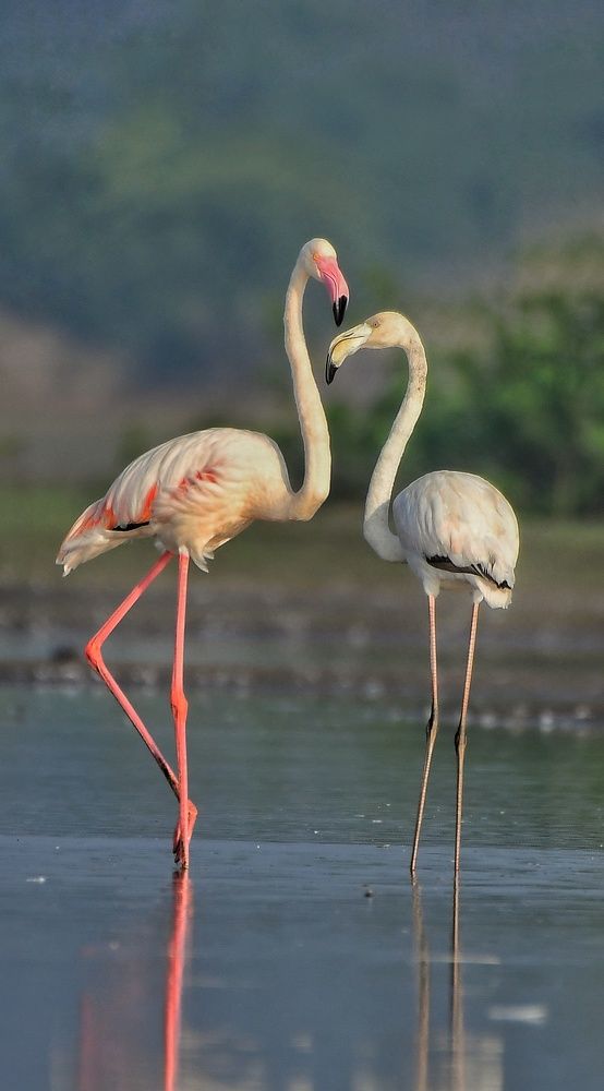 Greater flamingos