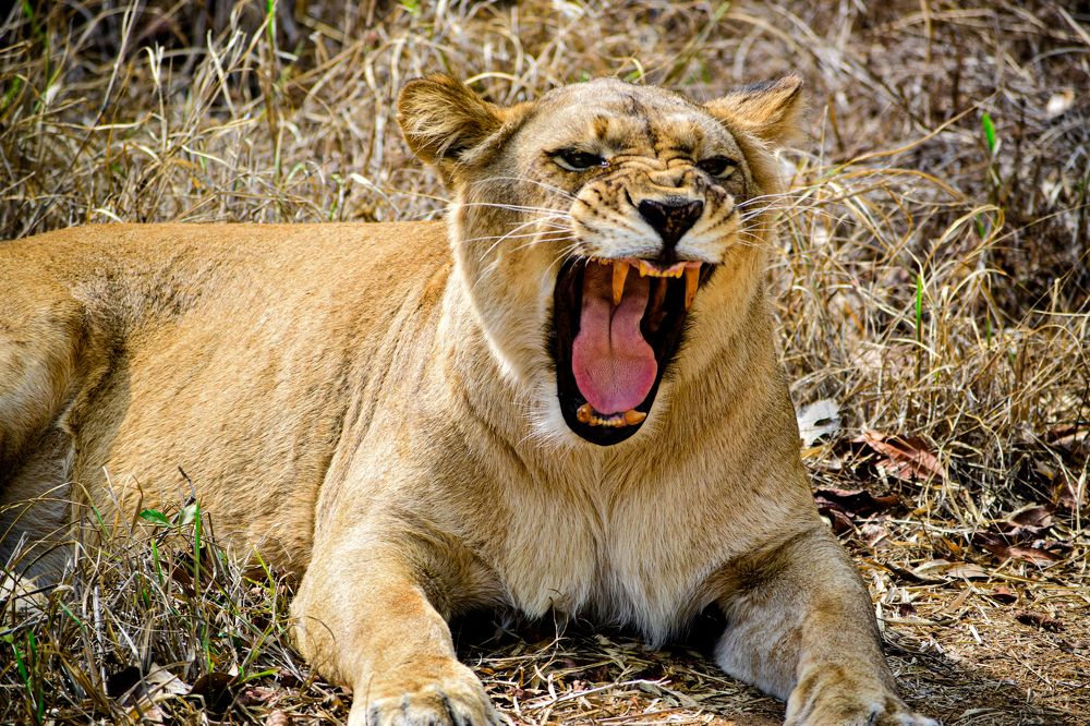 Photograph by Ayush Bhattacharjee