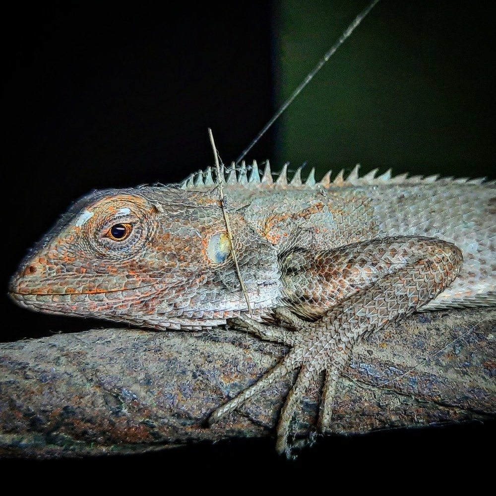 Фотография автора Sayan Das