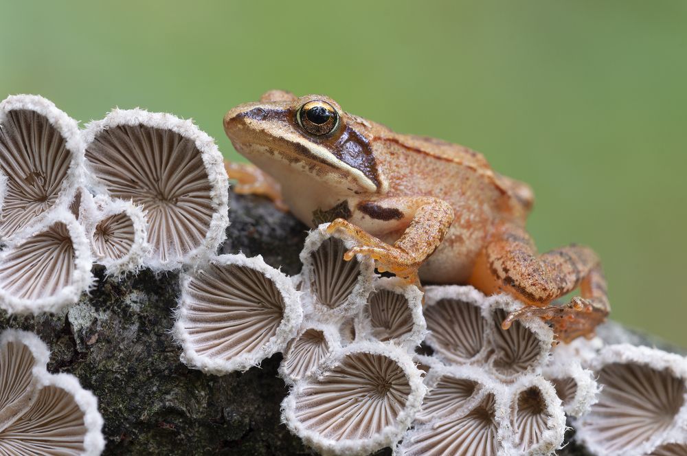 Photograph by Юрій Стороженко