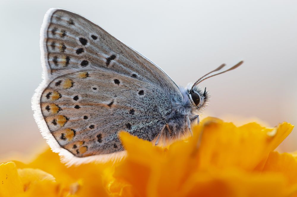 Photograph by Юрій Стороженко