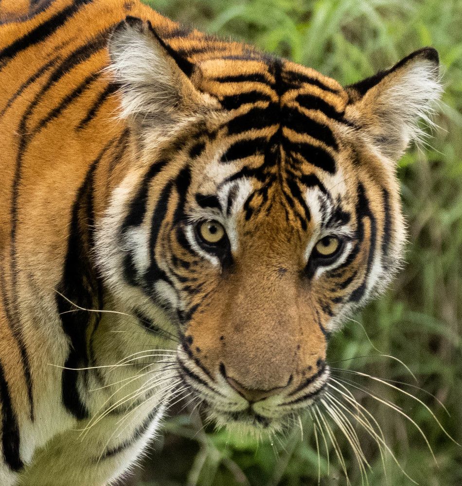 Фотография автора PriyaRajendran