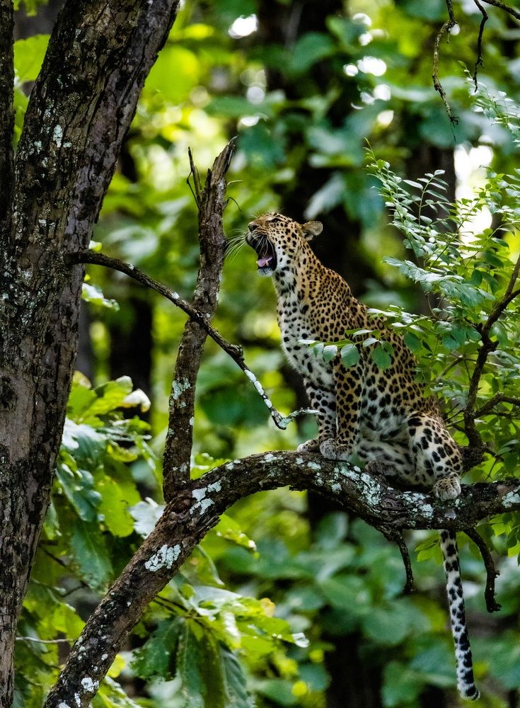 Фотография автора PriyaRajendran