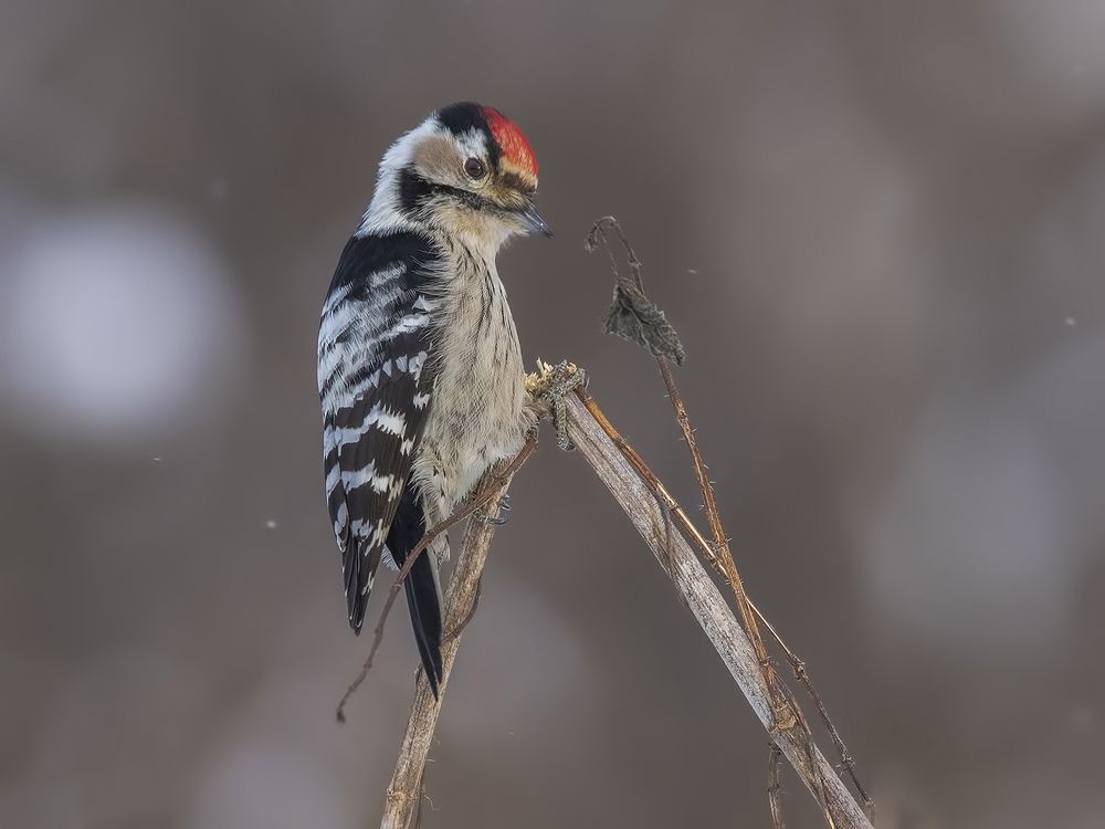 Photograph by Елена Швыдун