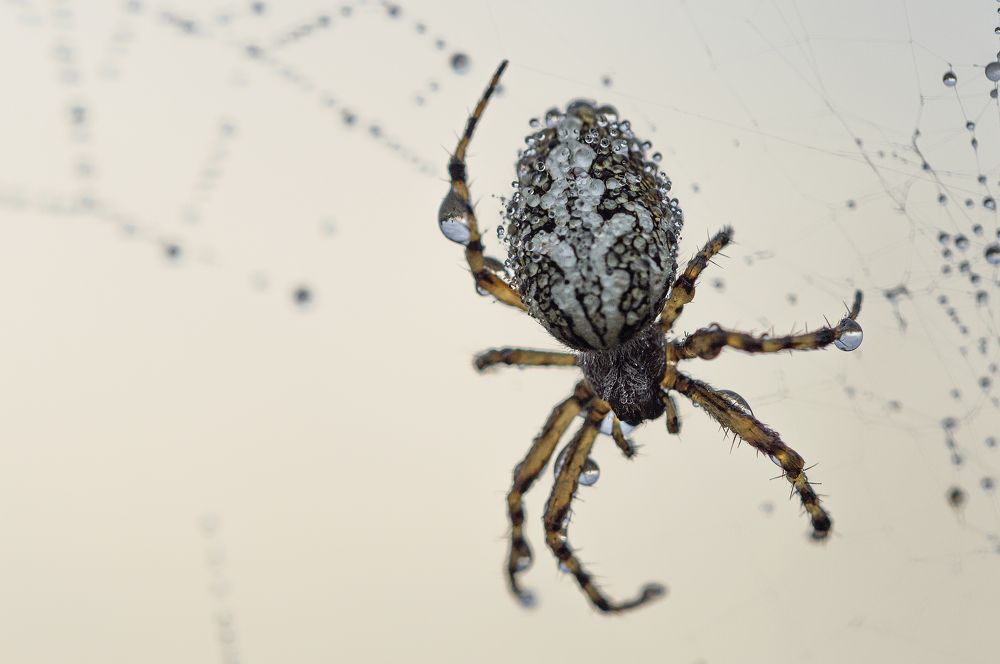 Photograph by Юрій Стороженко