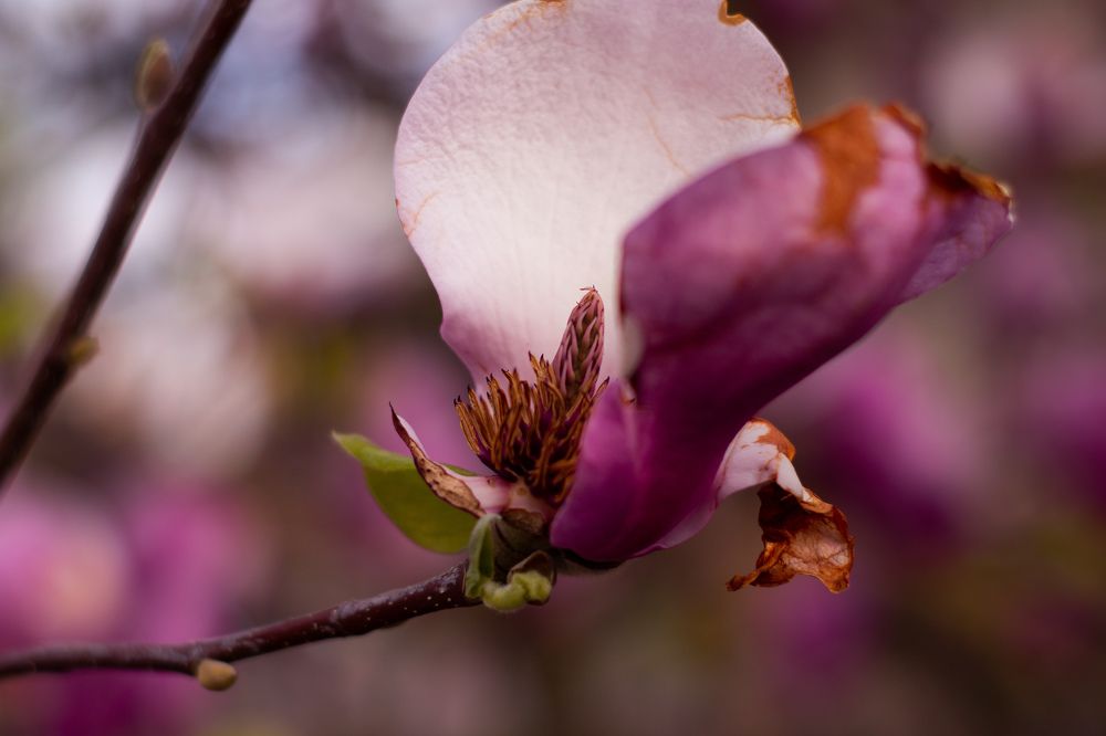 Photograph by Yankovskaya Alexandra