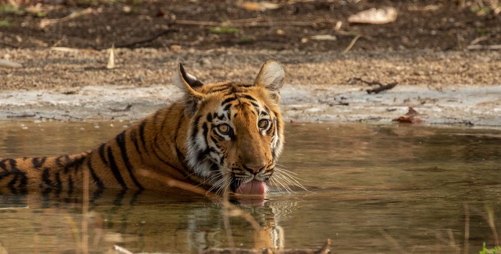 Photograph by Dipanjan Nath