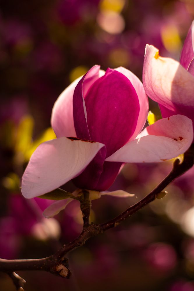 Photograph by Yankovskaya Alexandra