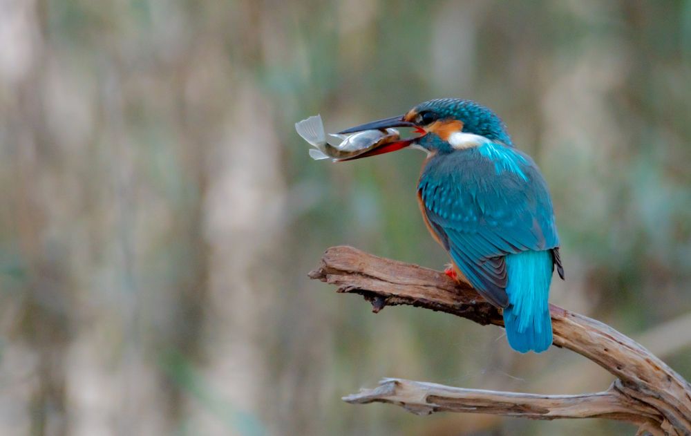 Фотография автора Hari Govindarajulu