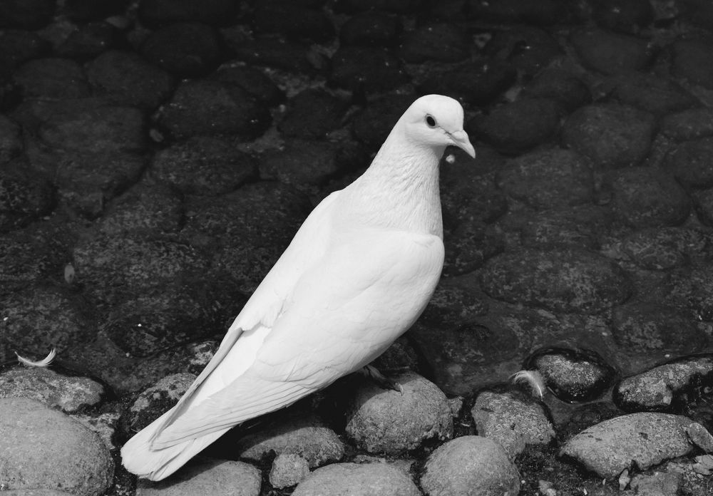 Белият гълъб - символ на мира и любовта