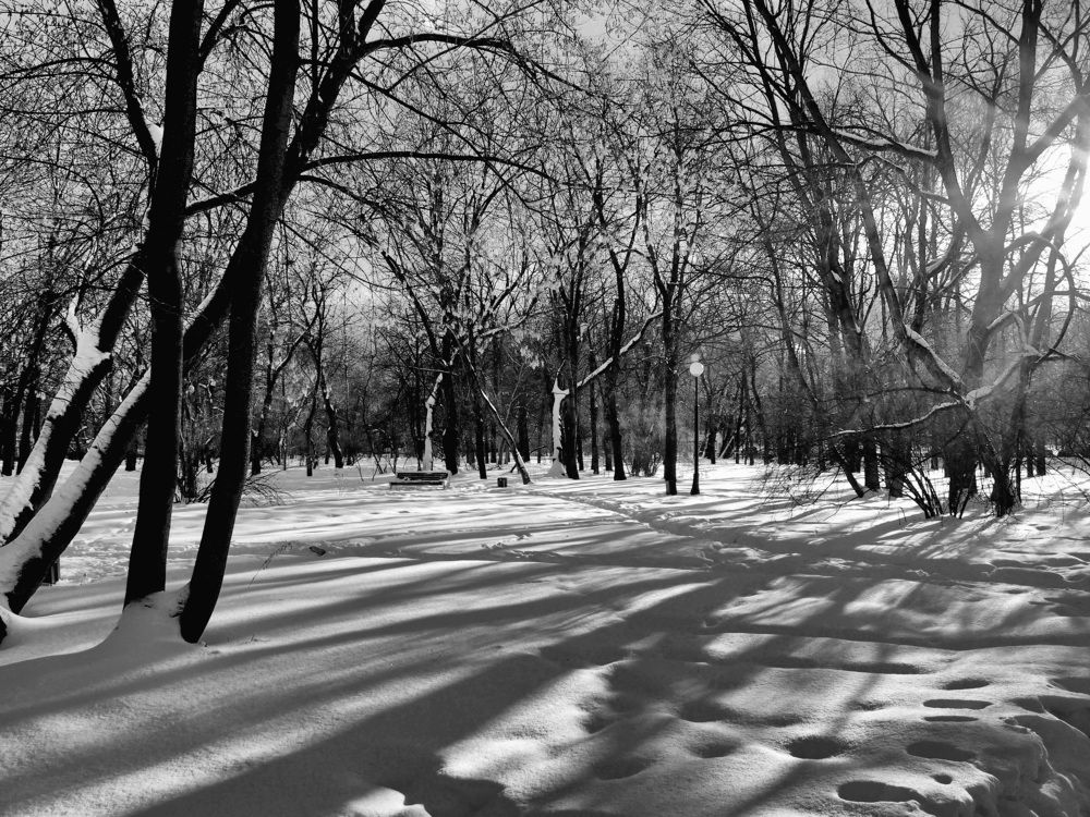 Тени на снегу