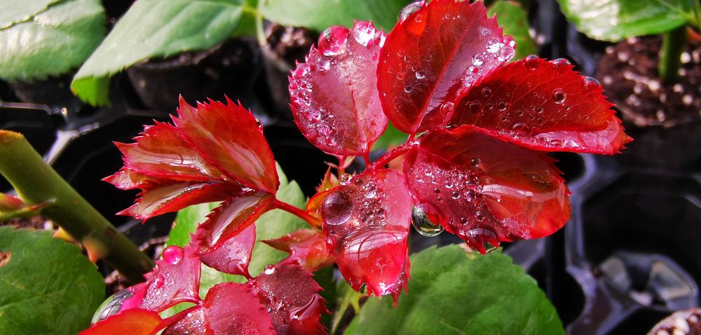 Photograph by Yuriy  Korsuntsev