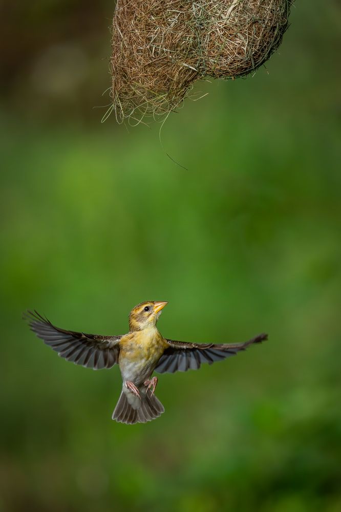Фотография автора Naveen Kumar