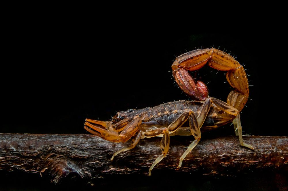 Фотография автора Naveen Kumar