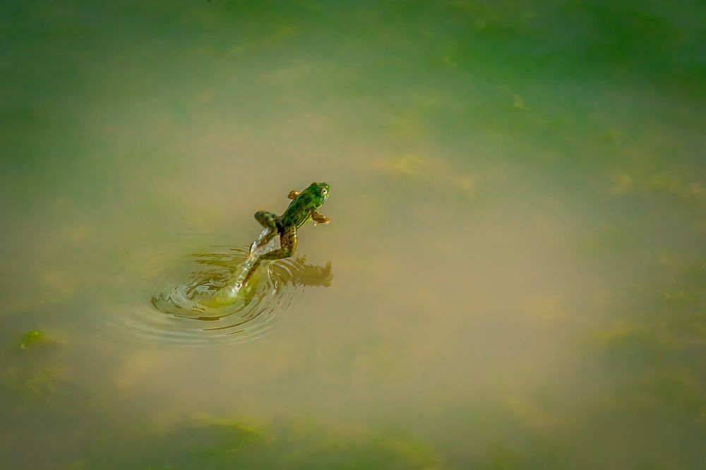 Photograph by Naveen Kumar