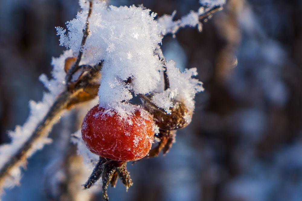 Photograph by Марина Вильдяева