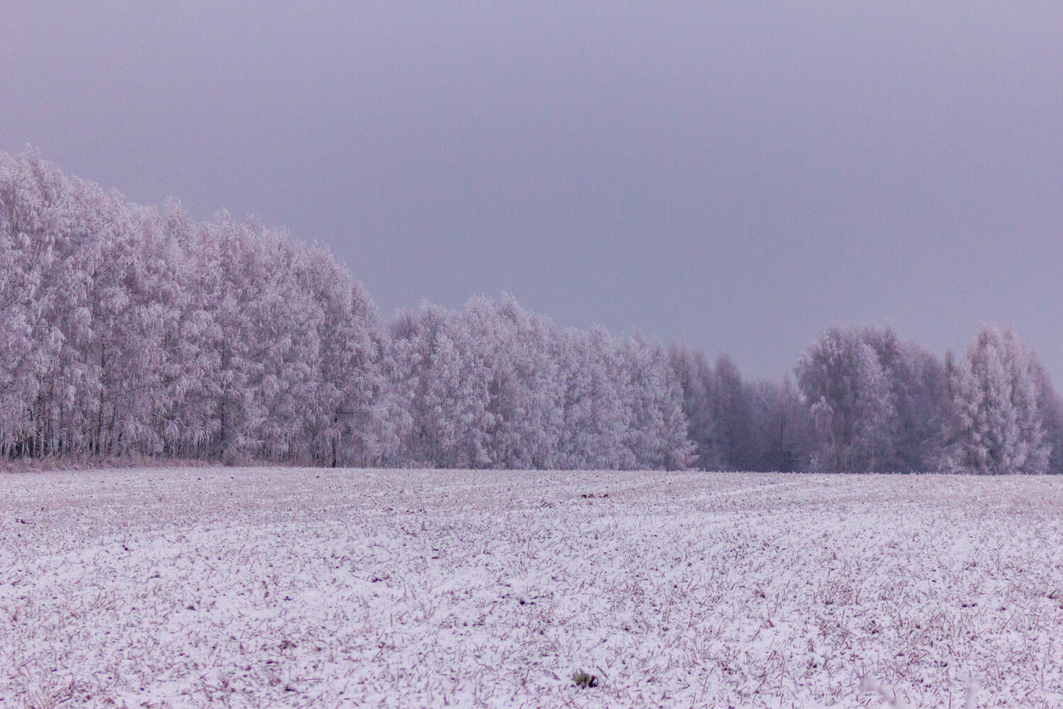 Photo #6973638