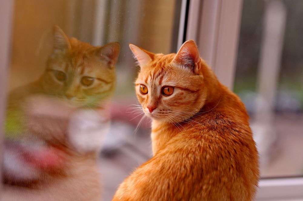 Photograph by Константин Лагоденко