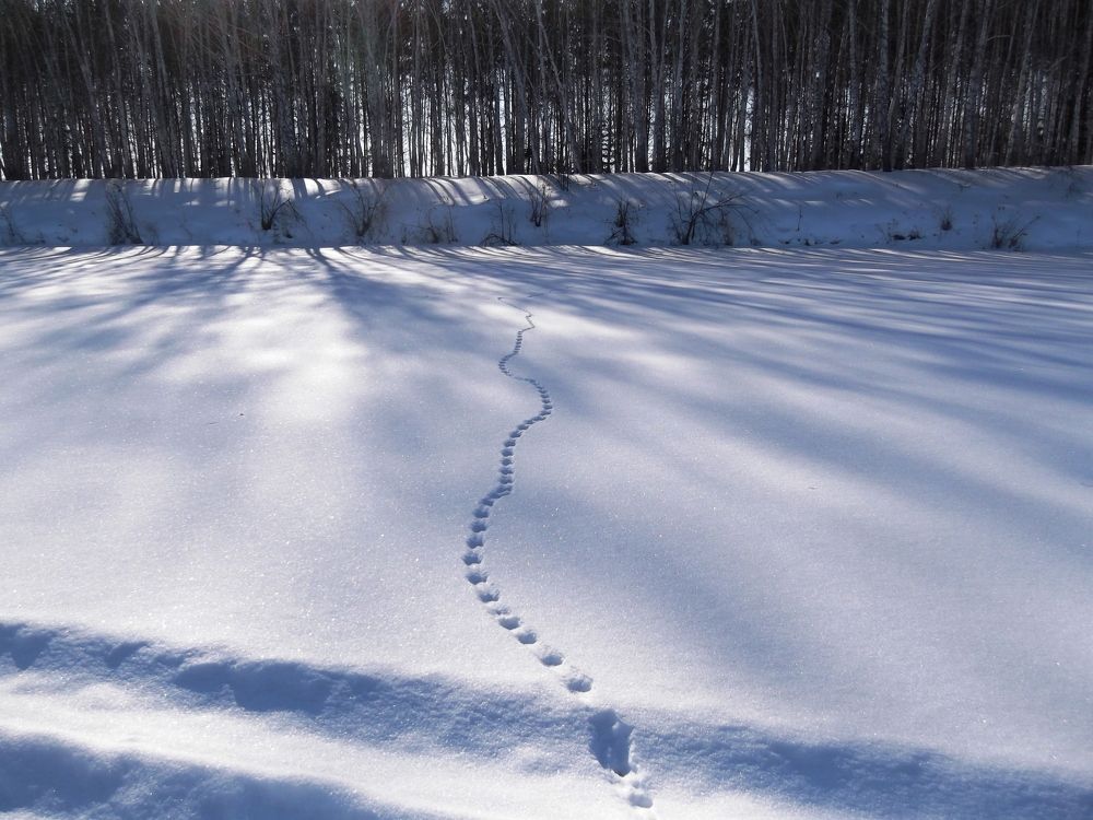 Photograph by Ирина