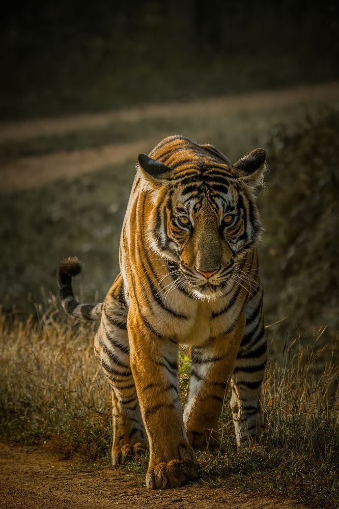 Фотография автора Naveen Kumar