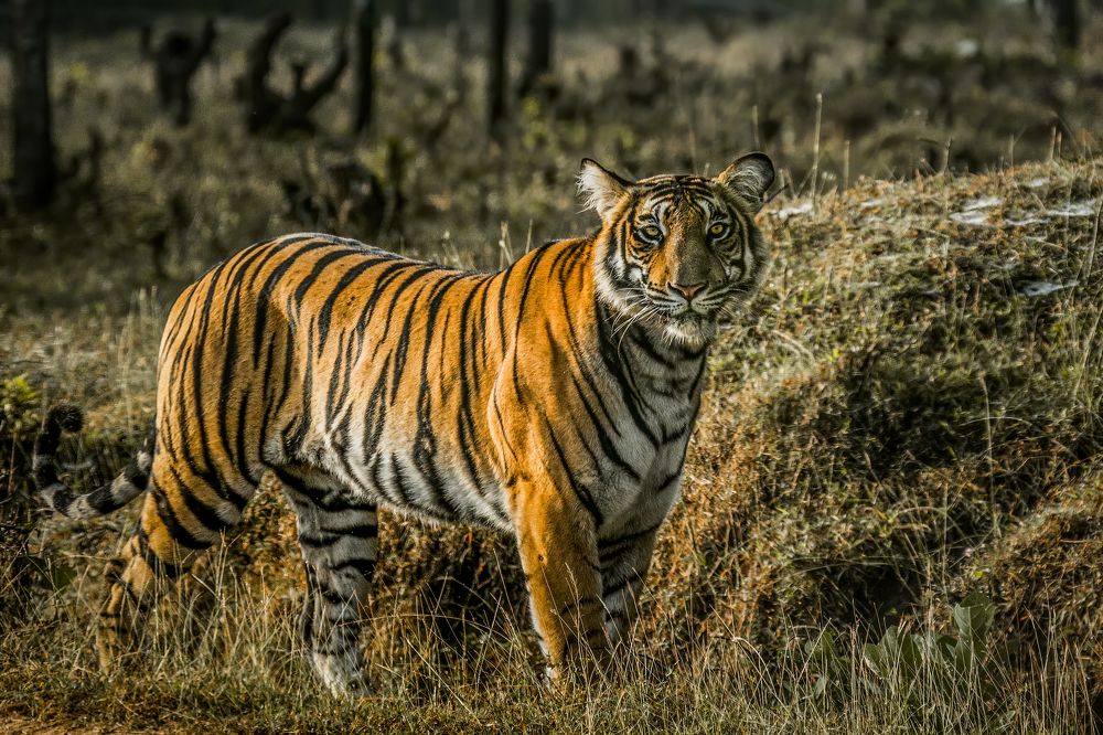 Фотография автора Naveen Kumar