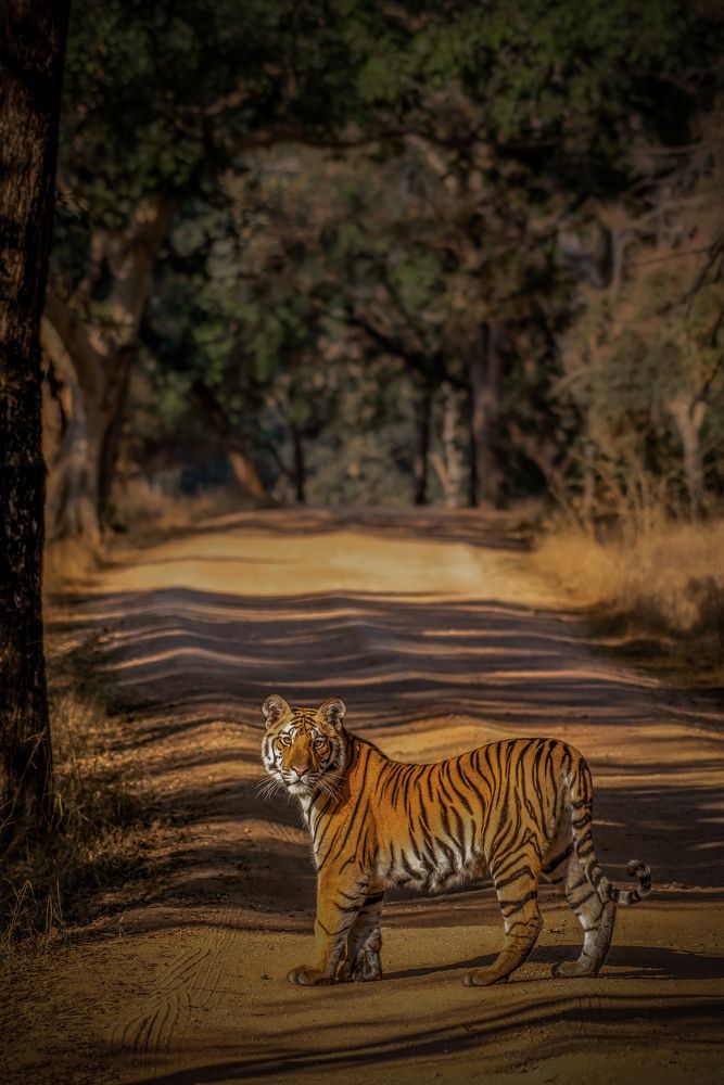 Фотография автора Naveen Kumar