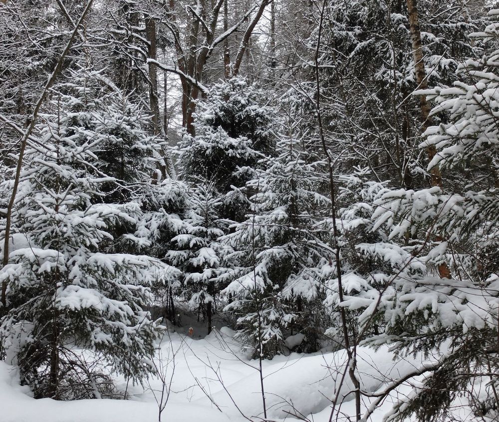 Photograph by Ираида Стародубцева