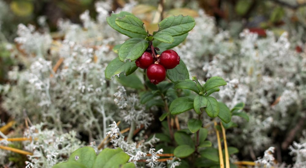 Cowberry sprig with ripe berries