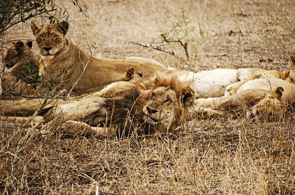 Lion pride