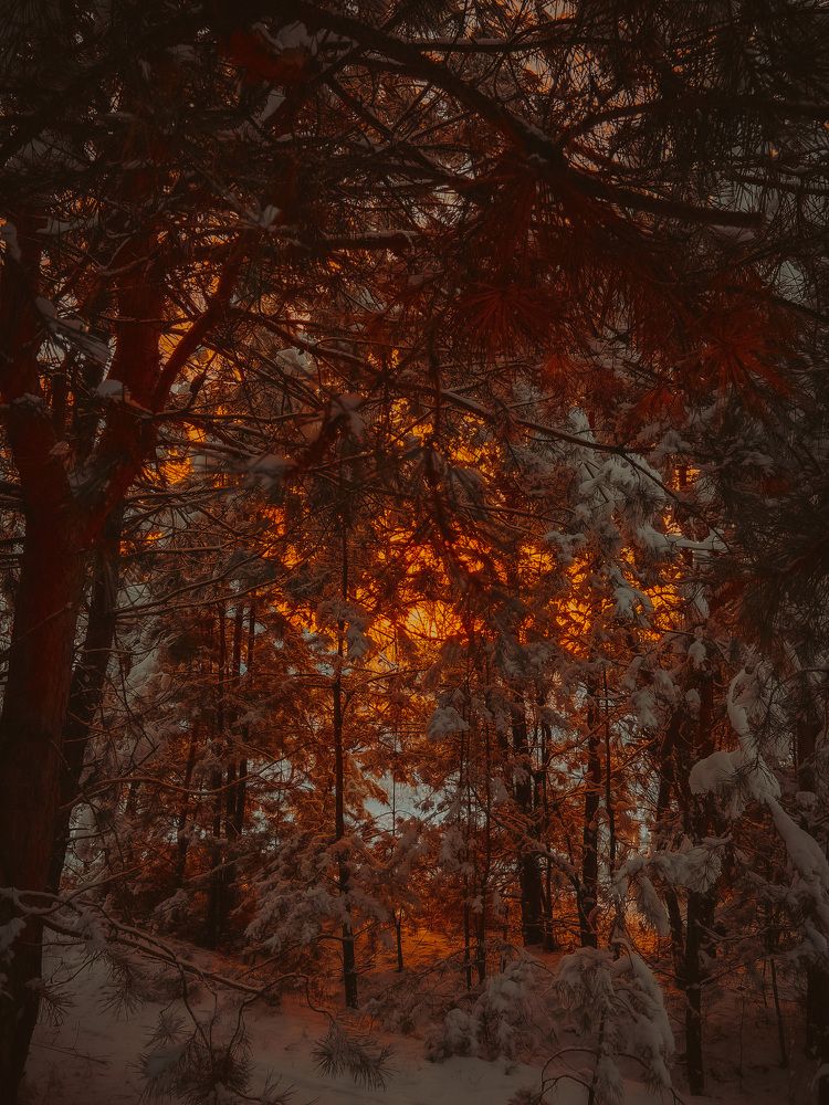 Зимний лес